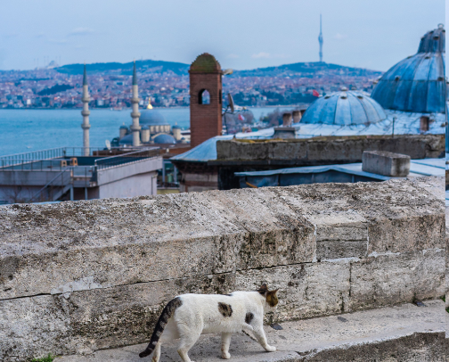 Cat Friendly Travel Spots for the Traveling Cat Mom 🐾✈️ cover photo collage