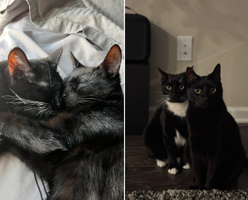 Cozy Cat Corner | Must-Haves for Happy Kitties cover photo collage
