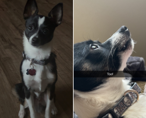 From my fur baby to yours! cover photo collage