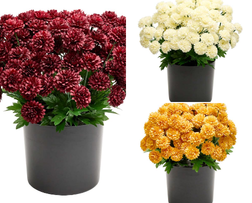 Cozy Classic Fall Decor cover photo collage