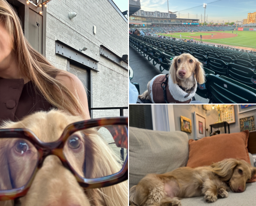dachshund essentials cover photo collage