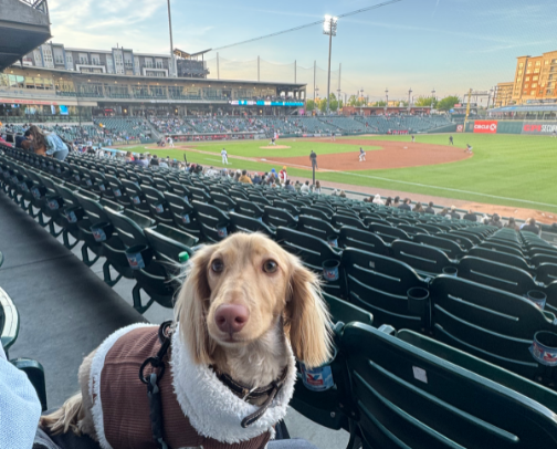 dachshund essentials cover photo collage