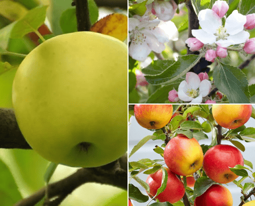 Plant the fruit cover photo collage