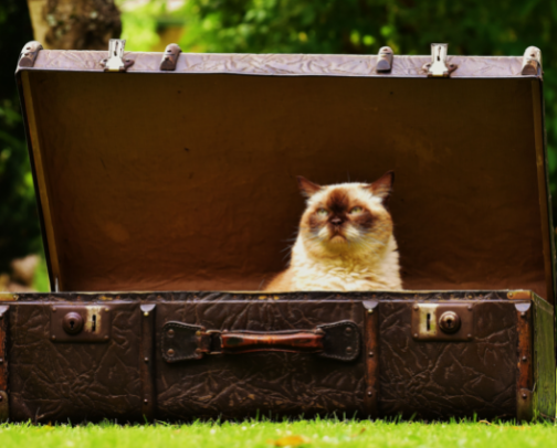 Traveling with Chunky Cats 😂🐱 cover photo collage