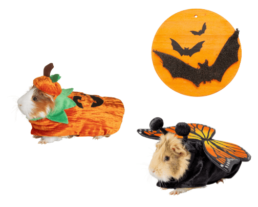 Halloween bunny🐰🎃 cover photo collage