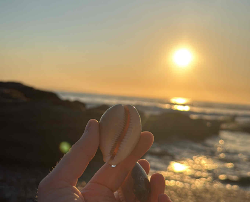 Best beaches for shells in Sydney cover photo collage
