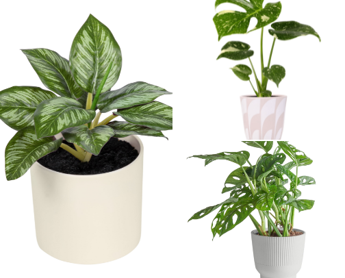 Cute plants at walmart cover photo collage