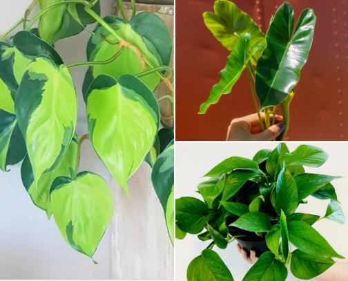 Best Easy Houseplants cover photo collage
