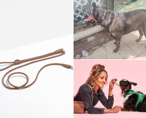 Modern Dog & Cat Must-Haves: Interactive Toys, Aesthetic Collars & Grooming cover photo collage