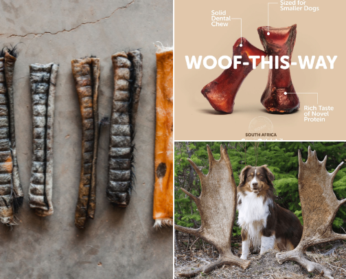 Pet Favorites cover photo collage