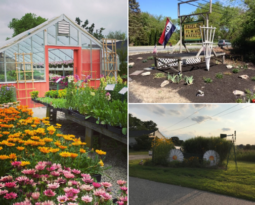 Green therapy ~ The plant hunt cover photo collage