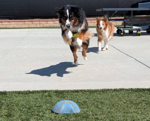 For the Doggos cover photo collage