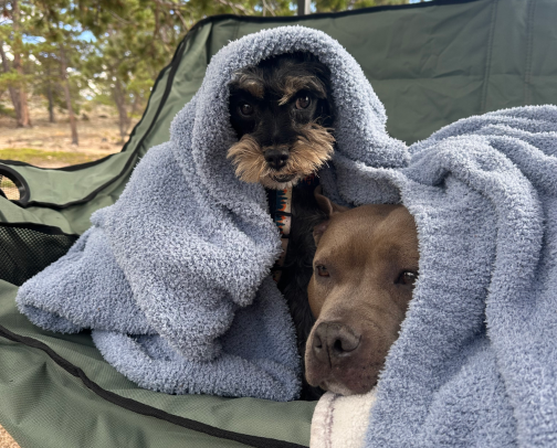 Fur Baby Items!🐾 cover photo collage