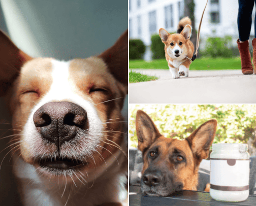 Canine Wisdom Articles cover photo collage
