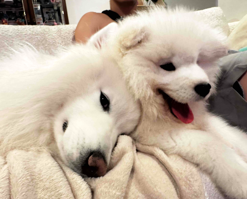 Dog mom and dog children approved 🐶🦴🐾 cover photo collage