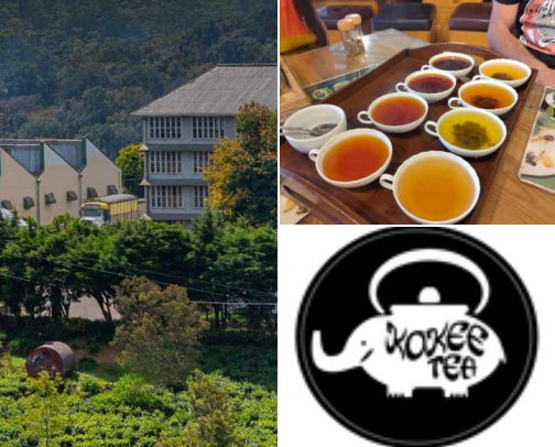 How I Planned My Sri Lanka Tea Trip Without Wasting a Single Day cover photo collage