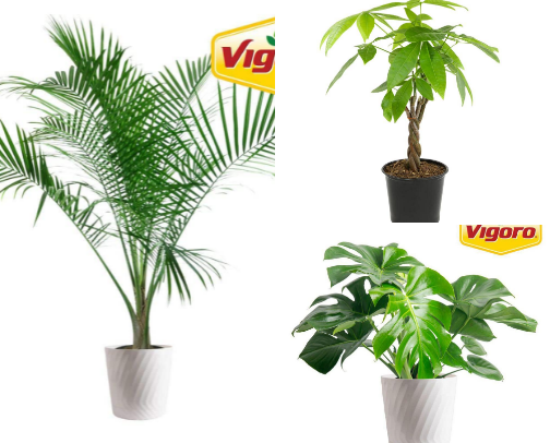 Stem + Leafed cover photo collage