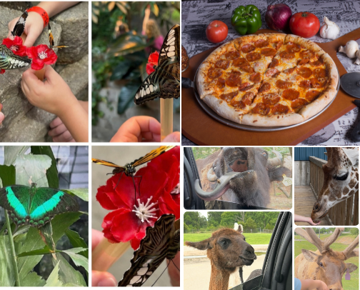 Branson Recommendations cover photo collage