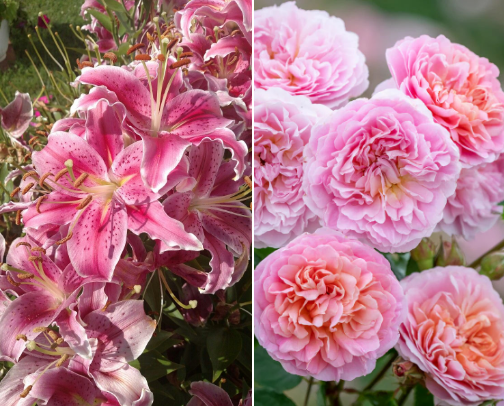 favorite flowers cover photo collage