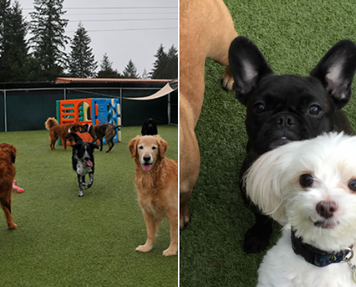 Pet Care in Olympia, Washington cover photo collage