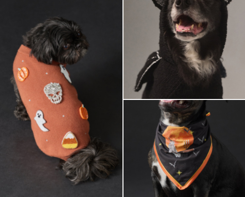 Paws and Pumpkin Spice: 15 Halloween Outfits for Your Pet cover photo collage