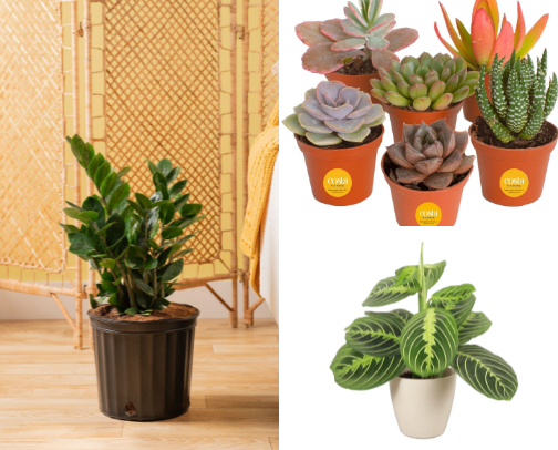 Beginner-Friendly Houseplants & Succulents 🌿 cover photo collage