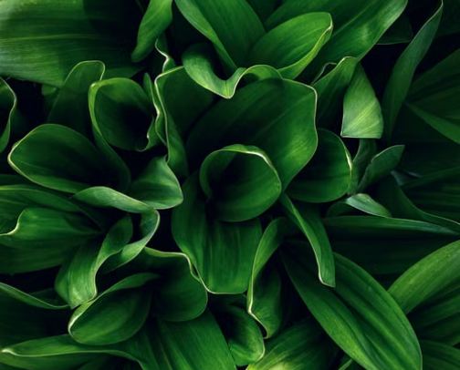 Nourished by Nature: Pure, Organic Botanicals for Everyday Vitality cover photo collage