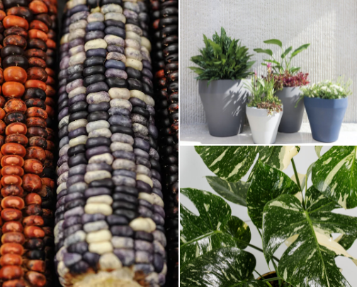 Gardening Delight cover photo collage