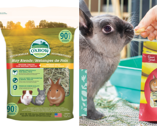 First time bunny owner? - Bunny must haves cover photo collage