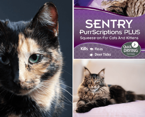 Kitty Cats cover photo collage