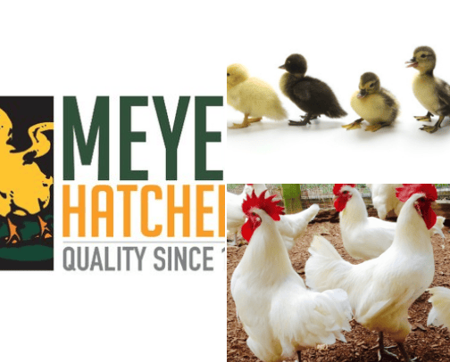 chick picks cover photo collage