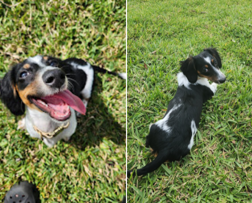Must-Have Small Dog Finds: Dachshund-Approved 🐾 cover photo collage