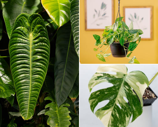 🌱 Plant Life cover photo collage