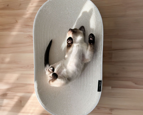 Things my cats actually love 🐾 cover photo collage
