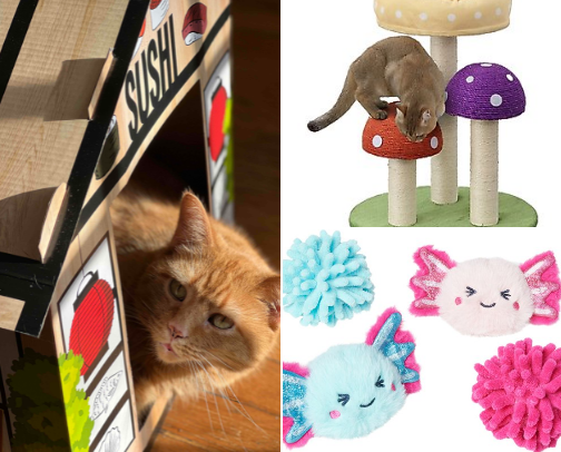 The best things I’ve gotten for Meatball on Chewy cover photo collage