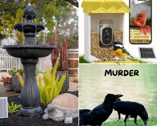 How to befriend the crows 🐦‍⬛🖤✨ cover photo collage