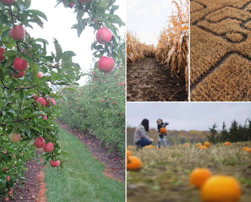 All Things Fall!🍁🎃 cover photo collage
