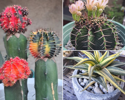 🌵Spiky Charm & Soothing Greens 🌿 cover photo collage