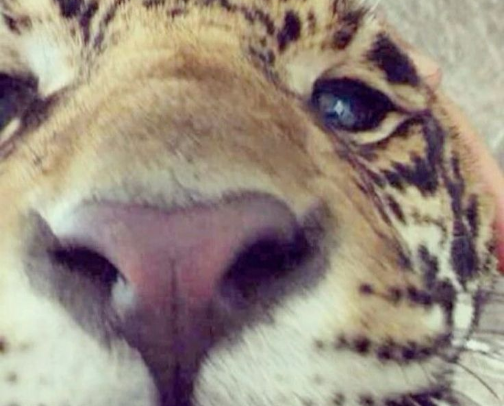 Leopard obsessed 🐆 cover photo collage