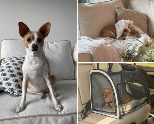 Only the best for my dog 🐕 cover photo collage