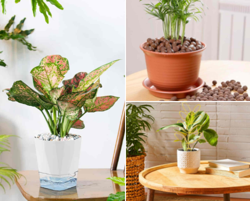 Kickstart your indoor houseplants! 🪴💪 cover photo collage