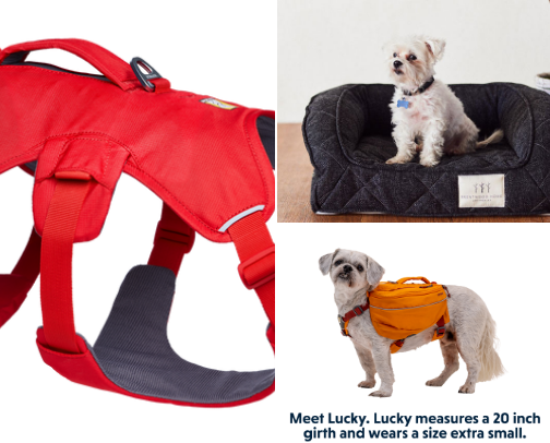 The Pet Corner cover photo collage