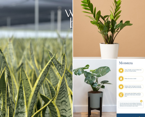 🪴Plants That Thrive, Even if You Forget Them cover photo collage