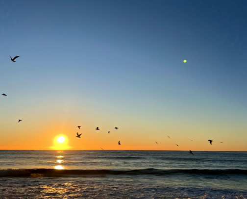 Non-Toxic House cover photo collage