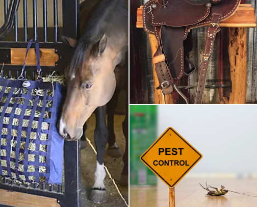 animal cover photo collage