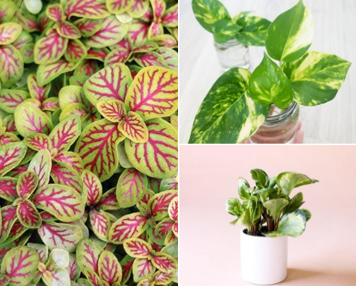 “User friendly” Tropical plants cover photo collage