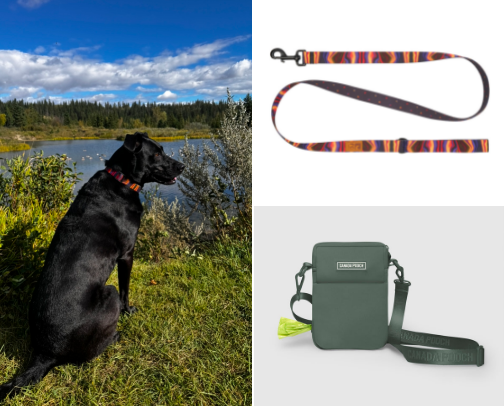 Everyday dog must haves for every household cover photo collage