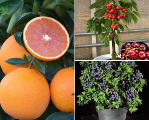 Garden & Seed Wish List cover photo collage