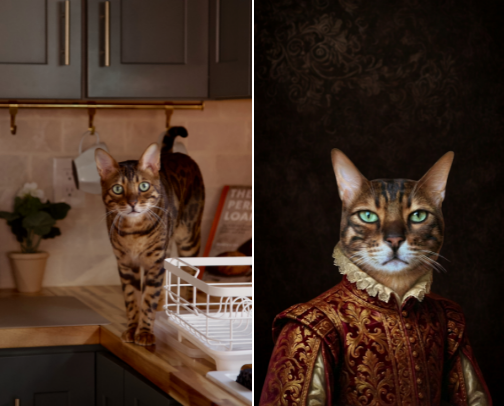🐾 The Purr Necessities cover photo collage