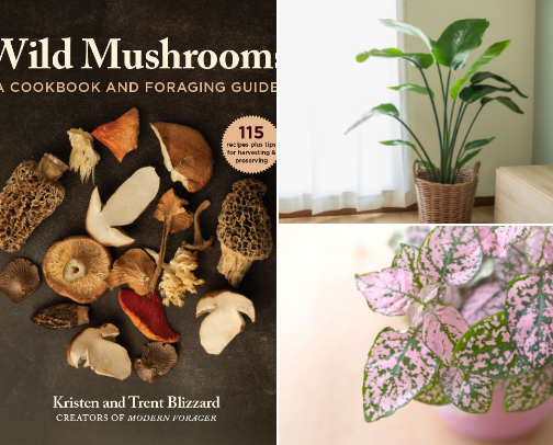 HousePlants, Mushrooms hunting cover photo collage